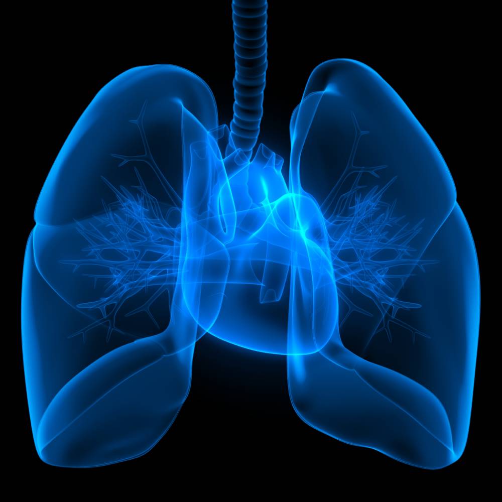 Illustration of lung anatomy